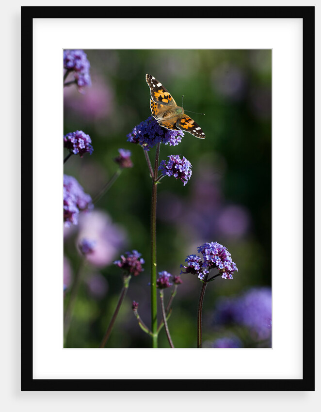 Painted Lady by Philip Smith