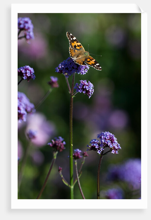 Painted Lady by Philip Smith