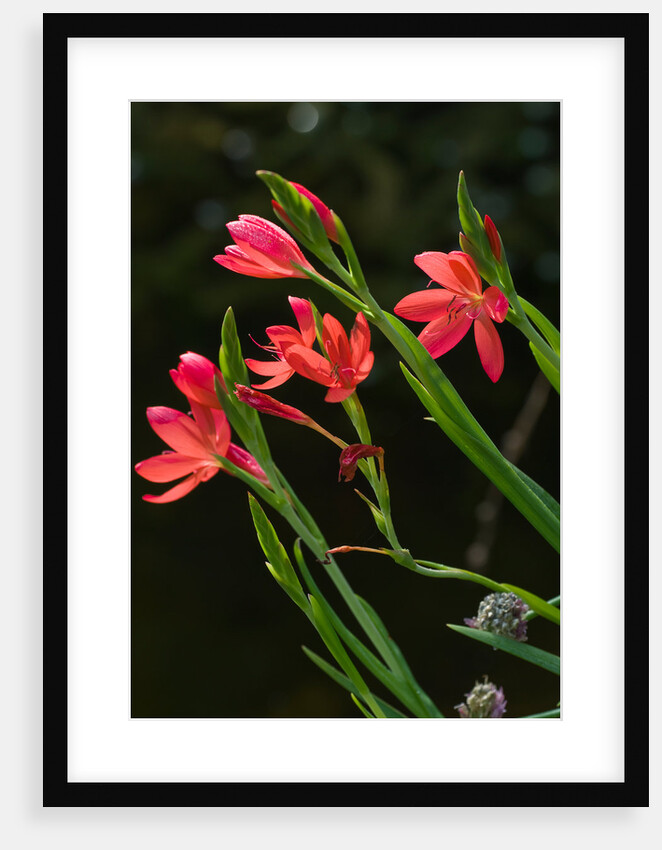 Kaffir Lily by Philip Smith