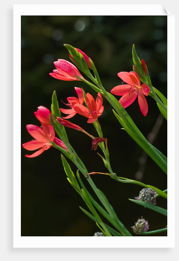 Kaffir Lily by Philip Smith