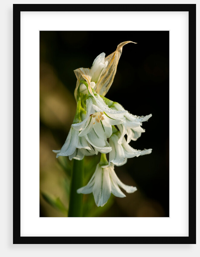 Allium triquetrum by Philip Smith