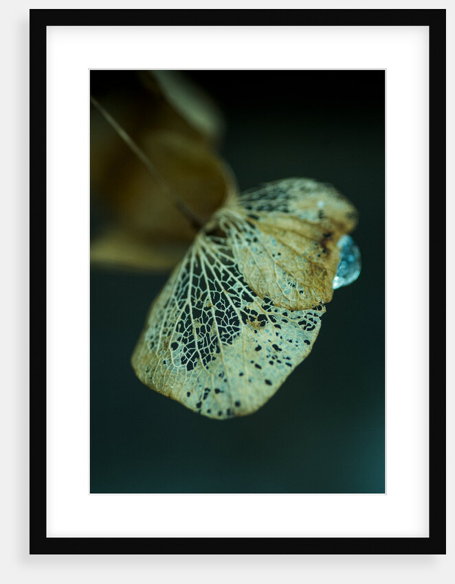 Hydrangea in Winter by Philip Smith