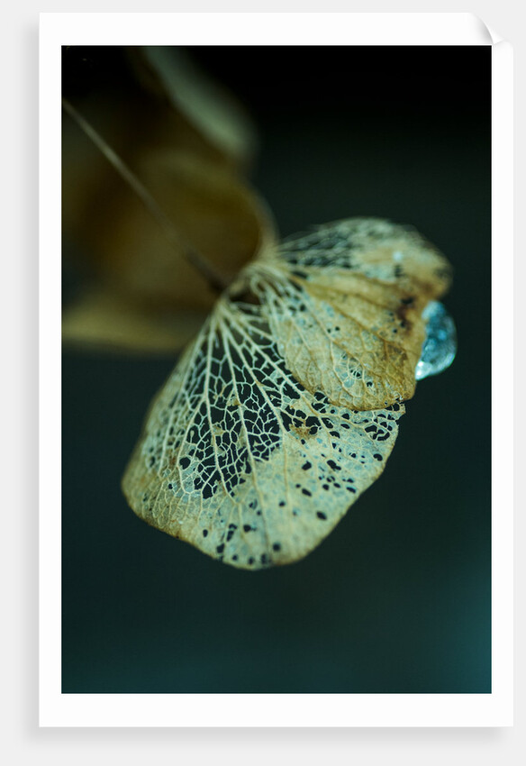 Hydrangea in Winter by Philip Smith