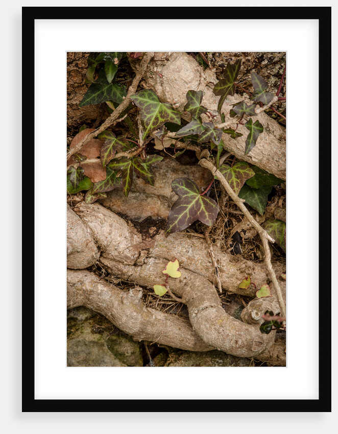 Winter Hedgerow by Philip Smith