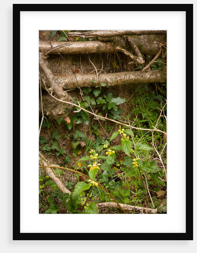 Spring Hedgerow by Philip Smith