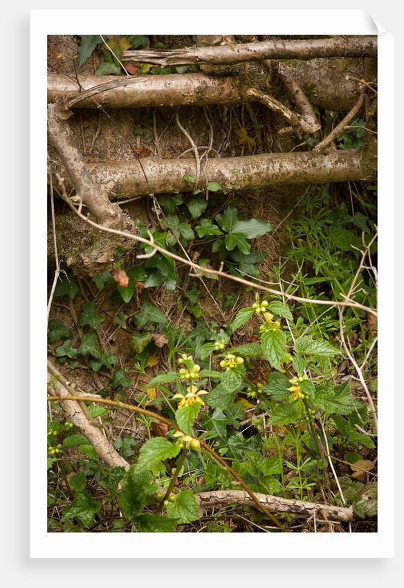 Spring Hedgerow by Philip Smith