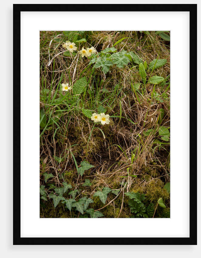 Spring Hedgerow by Philip Smith
