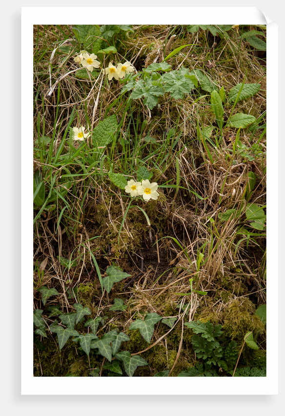 Spring Hedgerow by Philip Smith