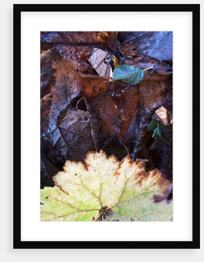Rodgersia in Winter by Philip Smith