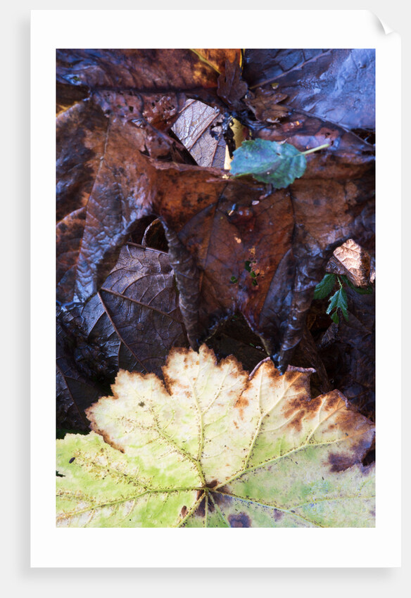 Rodgersia in Winter by Philip Smith
