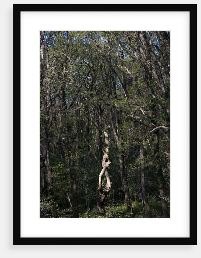 Yarner Woods by Philip Smith