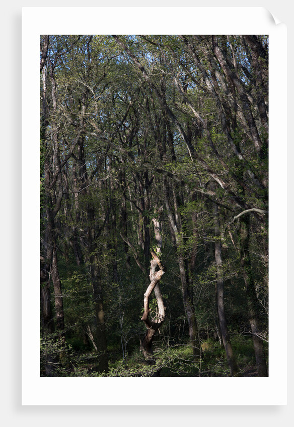 Yarner Woods by Philip Smith