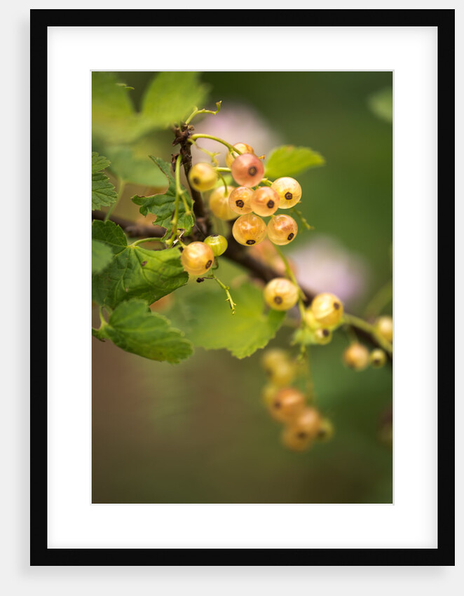 White Berries by Philip Smith