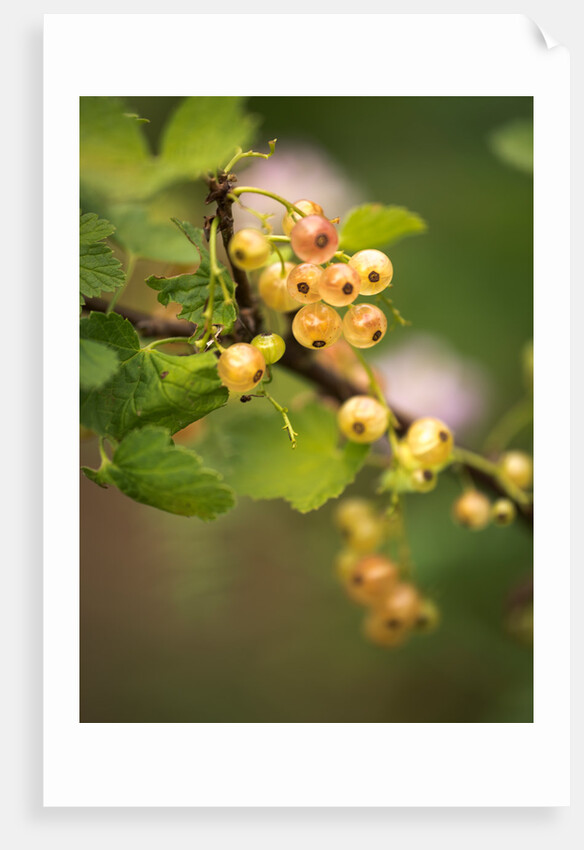 White Berries by Philip Smith