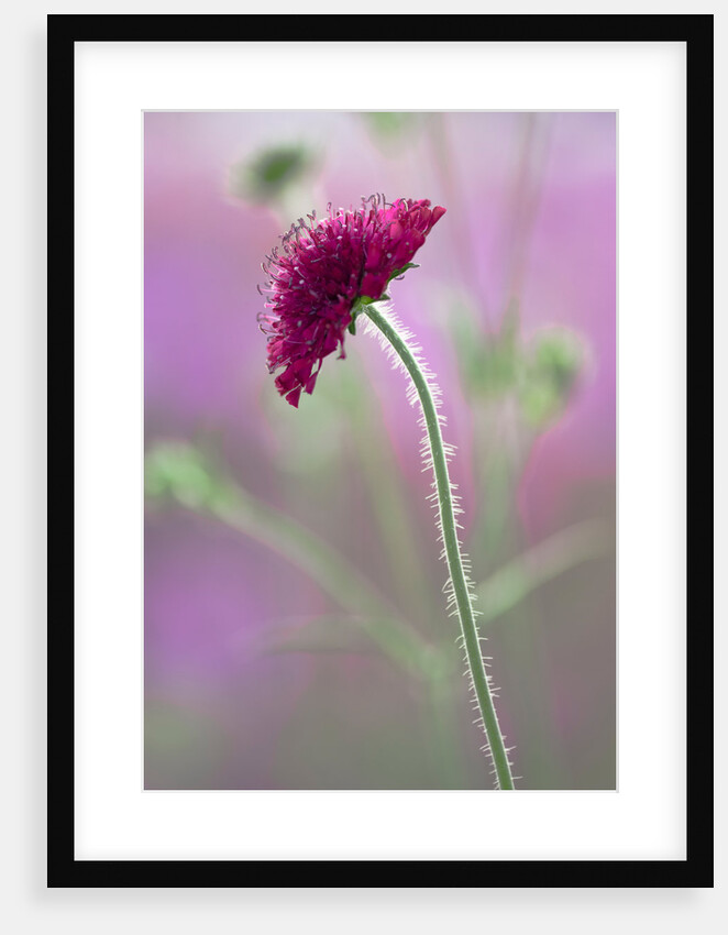 Knautia macedonica by Philip Smith