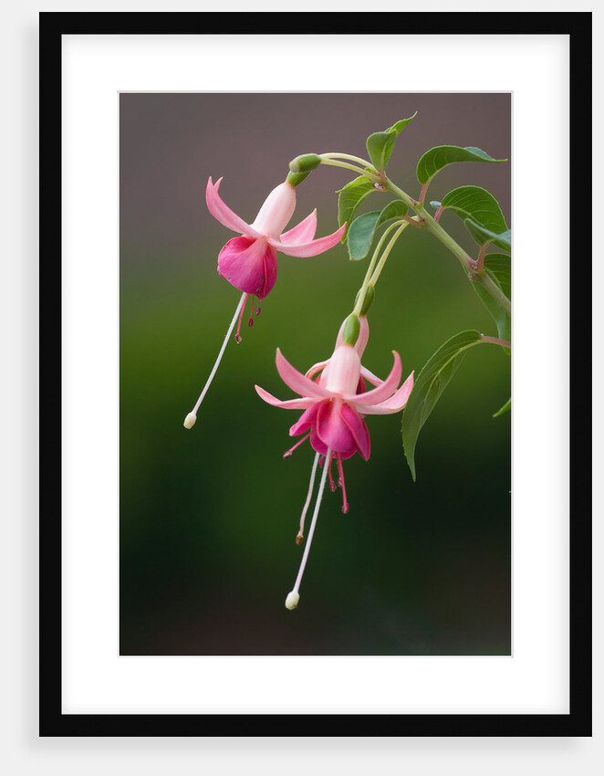 Fuchsia 'Falklands' by Philip Smith