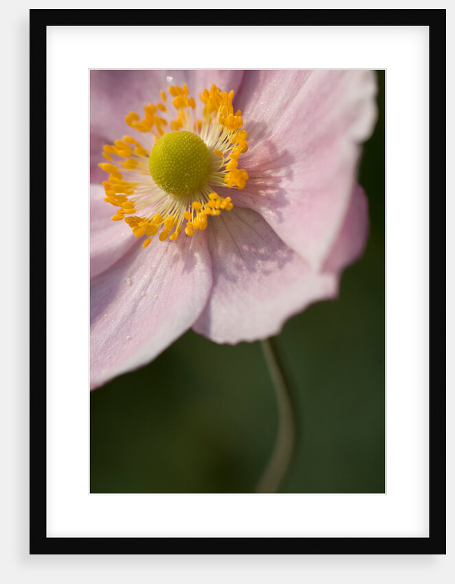 Japanese Anemone by Philip Smith