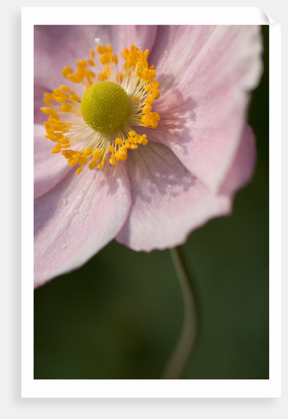 Japanese Anemone by Philip Smith