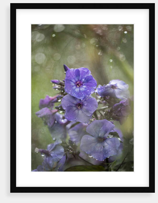 Phlox paniculata by Philip Smith
