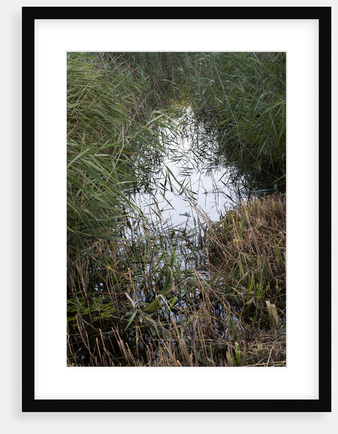 Strumpshaw Fen by Philip Smith
