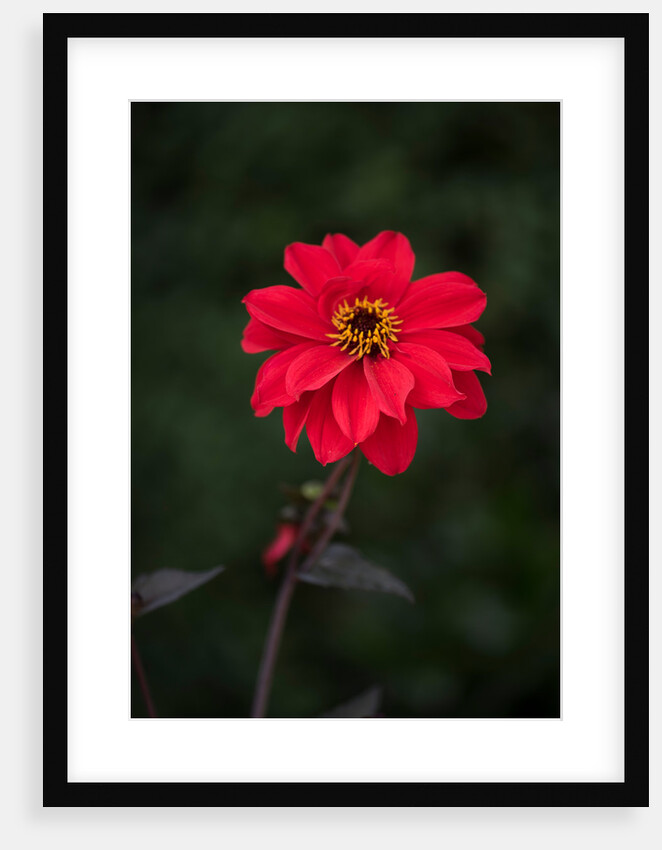 Dahila 'Bishop of Llandaff' by Philip Smith