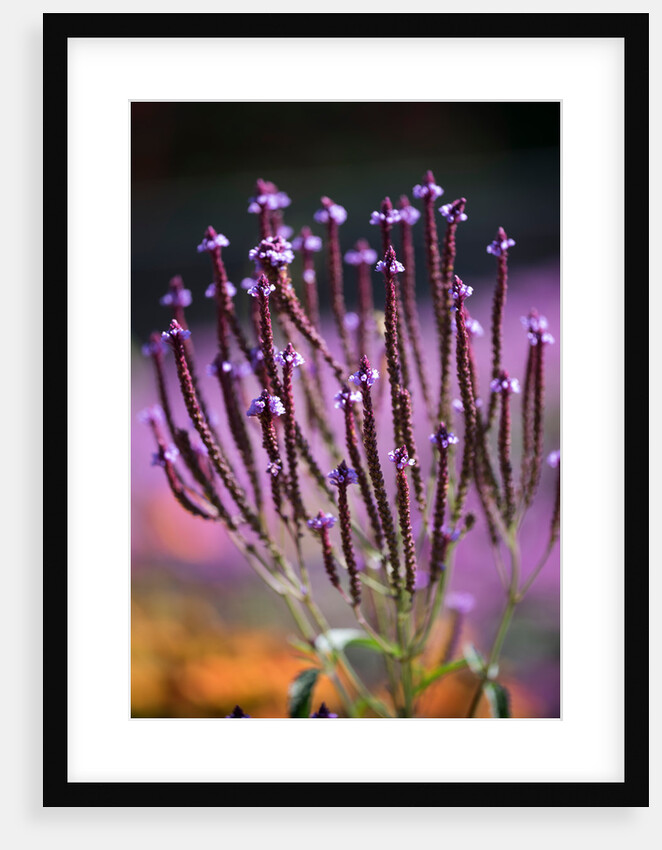 Verbena hastata by Philip Smith
