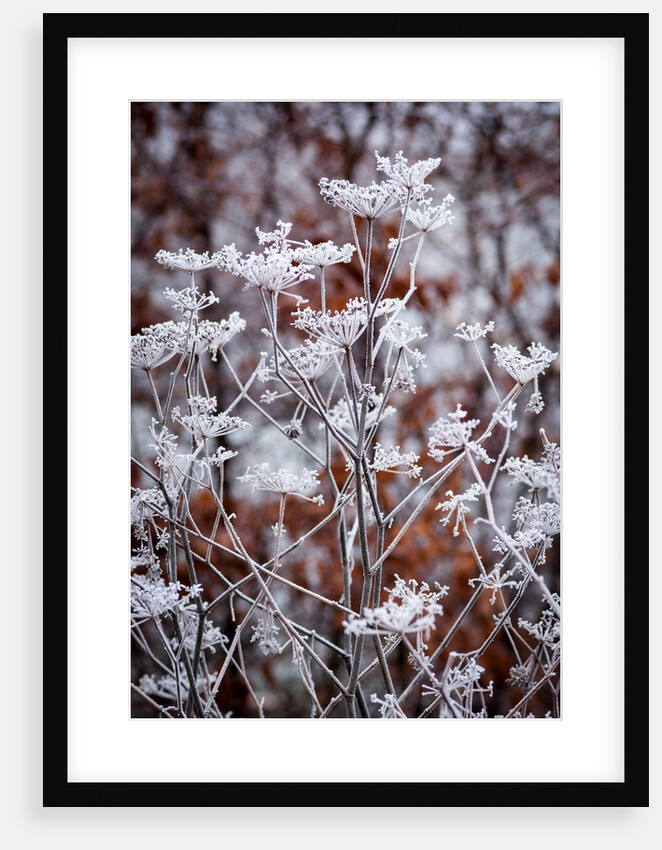 Frosted fennel by Philip Smith