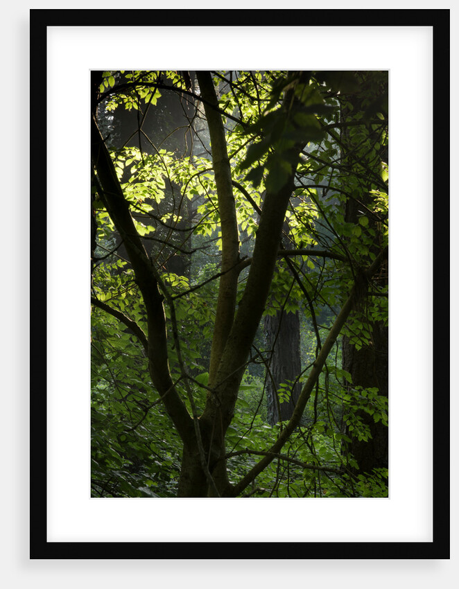 Cwm Ivy by Philip Smith