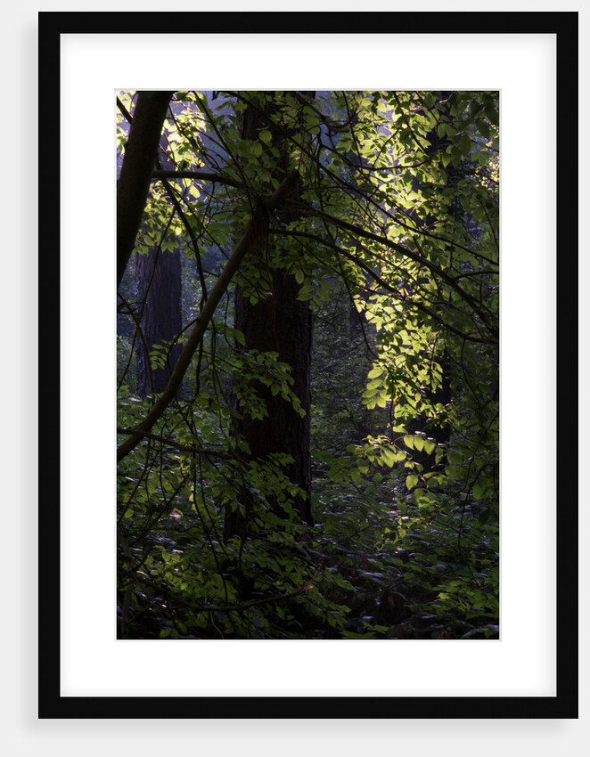 Cwm Ivy by Philip Smith