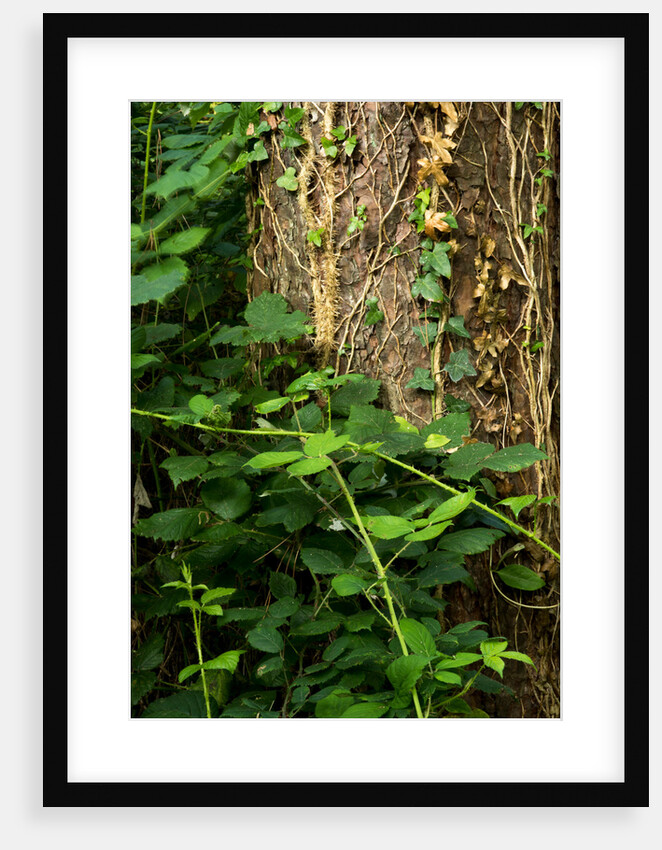 Cwm Ivy by Philip Smith