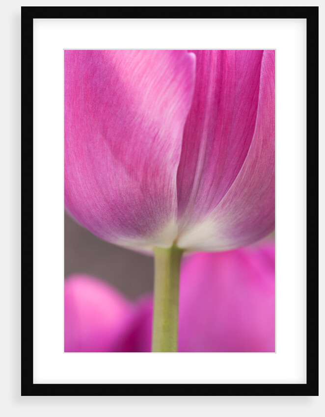 Tulip 'Atilla' by Philip Smith