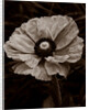 Papaver orientale by Philip Smith
