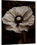 Papaver orientale by Philip Smith