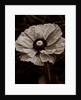 Papaver orientale by Philip Smith