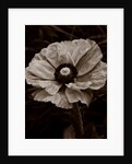 Papaver orientale by Philip Smith