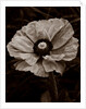 Papaver orientale by Philip Smith