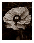 Papaver orientale by Philip Smith