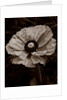 Papaver orientale by Philip Smith