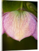 Helleborus orientale by Philip Smith