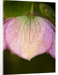 Helleborus orientale by Philip Smith