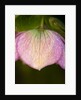 Helleborus orientale by Philip Smith