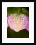 Helleborus orientale by Philip Smith