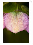 Helleborus orientale by Philip Smith