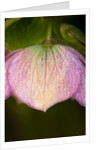 Helleborus orientale by Philip Smith