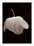 Welsh poppy by Philip Smith