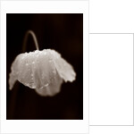 Welsh poppy by Philip Smith