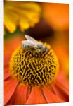 Bee on Helenium by Philip Smith