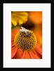 Bee on Helenium by Philip Smith