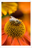 Bee on Helenium by Philip Smith