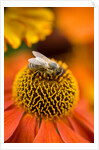 Bee on Helenium by Philip Smith